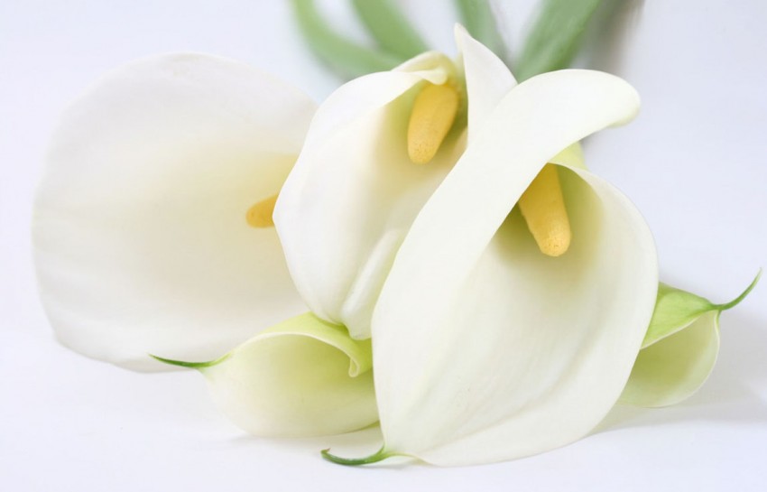 Image of Lillie flowers